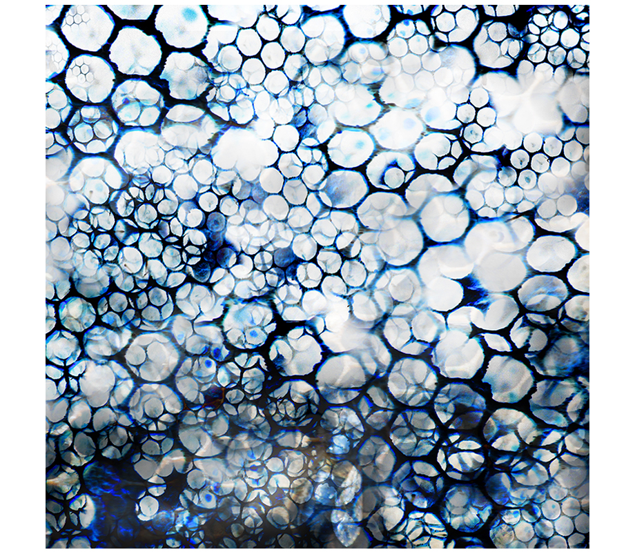 Side of butterfly that is clinging to a pupae. The pupae is hanging by a long string. The subject is in blue against a background color gradient of light yellow.